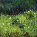 Cotton Grass on a Dartmoor Marsh